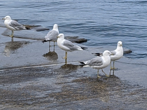 Golf Course «Sydney R. Marovitz Golf Course», reviews and photos, 3600 N Recreation Dr, Chicago, IL 60613, USA