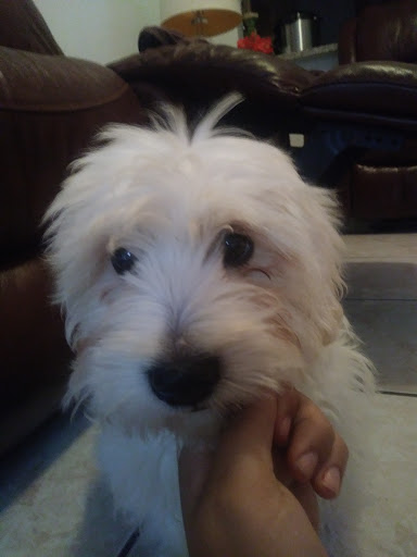 Pet Store «Pet Supermarket», reviews and photos, 12576 SW 8th St, Miami, FL 33184, USA