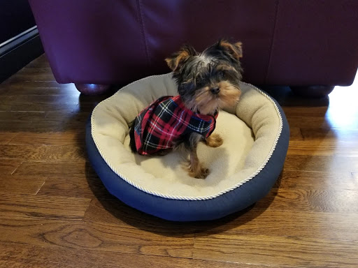 Pet Supply Store «PetSmart», reviews and photos, 3131 E Main St, Mohegan Lake, NY 10547, USA