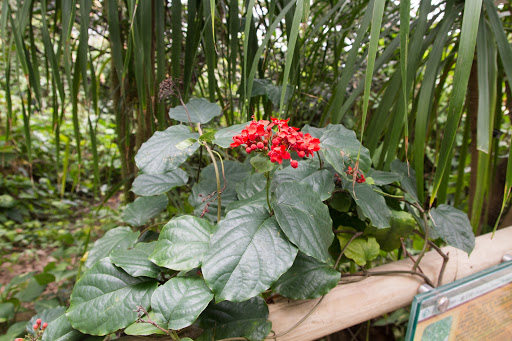 Cheap plants Guangzhou