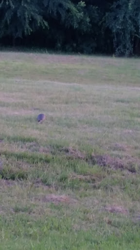 Dog Park «Freedom Dog Park», reviews and photos, 2675 Trophy Park Dr, Roanoke, TX 76262, USA