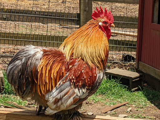 Zoo «North Georgia Zoo & Farm», reviews and photos, 2912 Paradise Valley Rd, Cleveland, GA 30528, USA