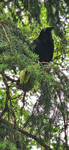 Park «Salmon Bay Park», reviews and photos, 2001 NW Canoe Pl, Seattle, WA 98117, USA