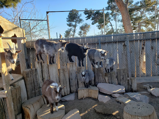 Zoo «Jr Pony Parties», reviews and photos, 1744 N Leonard Ln, Las Vegas, NV 89108, USA