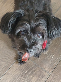 EarthWise Pet Powers Pointe - Photo 5 - Car repair in Colorado Springs, CO, Colorado Springs