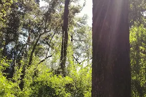 y Cultural Rucamanque Ecological Park image