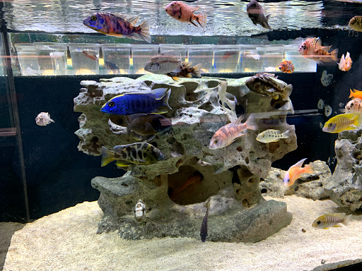 Tropical Fish Store «Salty Fish Aquariums», reviews and photos, 5535 Brewster St, San Antonio, TX 78233, USA