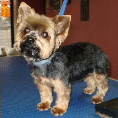 Shear Dimensions Pet styling