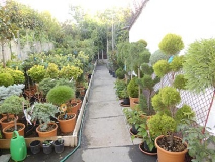 Comentarii opinii despre Bolgár Díszfaiskola