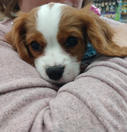 Pet Store «Petland Lancaster», reviews and photos, 1400 River Valley Cir N, Lancaster, OH 43130, USA