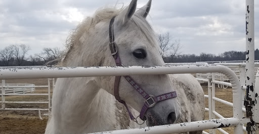 Tourist Attraction «The Tempel Lipizzans», reviews and photos, 17000 W Wadsworth Rd, Old Mill Creek, IL 60083, USA