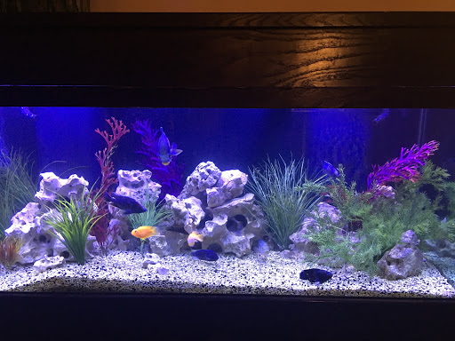 Tropical Fish Store «Glass Aquatics», reviews and photos, 542 W Harwood Rd, Hurst, TX 76054, USA
