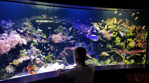 Shopping Mall «Crown Center», reviews and photos, 2450 Grand Blvd, Kansas City, MO 64108, USA