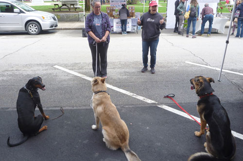 Companion Dog Training