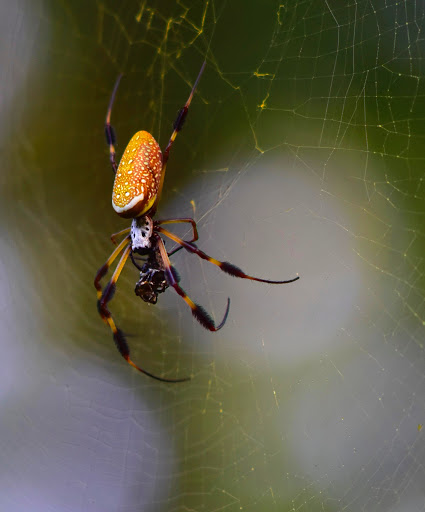 Nature Preserve «Forever Wild Trails», reviews and photos, 384 Narcisse Drive, Dothan, AL 36305, USA