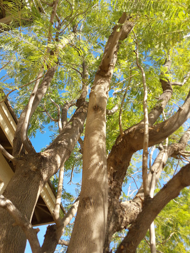 Park «La Paloma Park», reviews and photos, 6579 S Amanda Blvd, Chandler, AZ 85249, USA