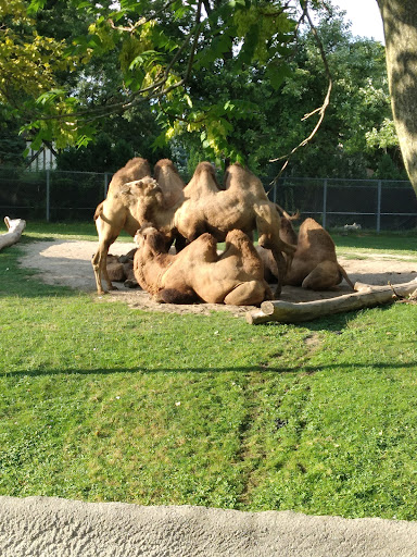 Zoo «Arctic Ring of Life», reviews and photos, 8450 W 10 Mile Rd, Royal Oak, MI 48067, USA