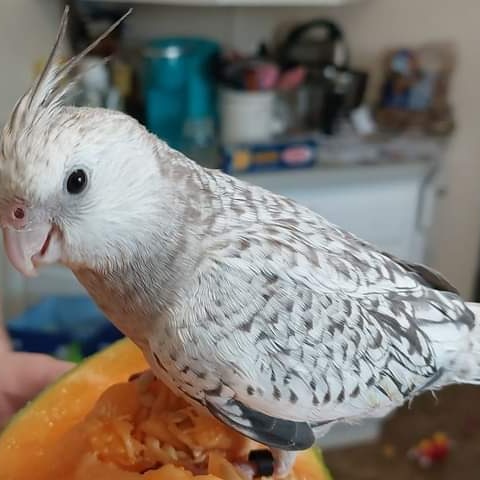 Pet Store «Petland», reviews and photos, 5470 Dixie Hwy, Fairfield, OH 45014, USA