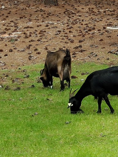 Zoo «Lowcountry Zoo», reviews and photos, 1931 Brookgreen Garden Drive, Murrells Inlet, SC 29576, USA