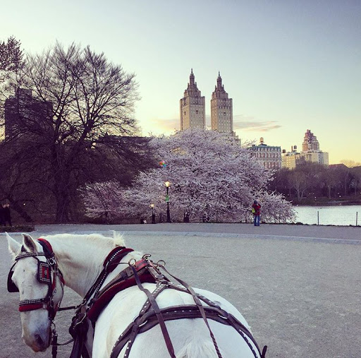 NYC Adventures - Central Park Horse Carriage Rides