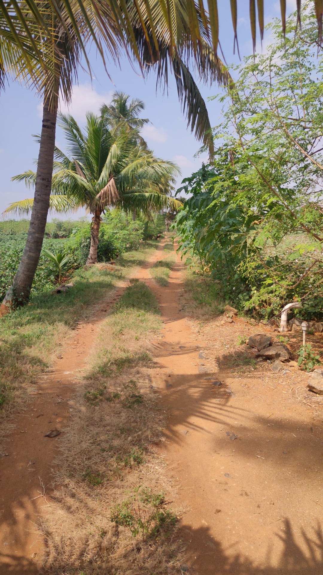 அத்தாயி நாட்டுத்துரை தோட்டம்