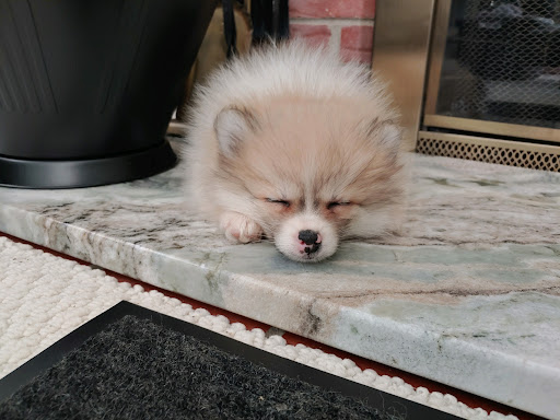 Pet Store «Animal House», reviews and photos, 7869 Hamilton Ave, Cincinnati, OH 45231, USA