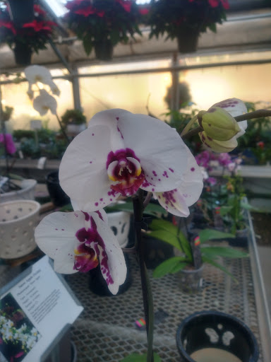 Florist «Nunan Florist & Greenhouses», reviews and photos, 269 Central St, Georgetown, MA 01833, USA