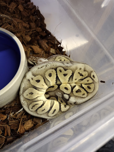 Pet Store «Gills And Thrills Pet Shop», reviews and photos, 204 E 8th St, Lockport, IL 60441, USA