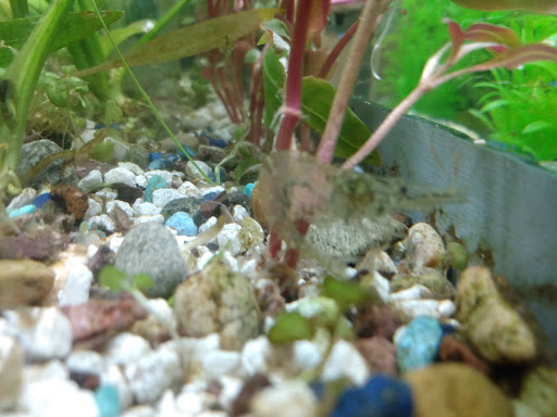 Pet Supply Store «Global Aquatics & Pet Supplies», reviews and photos, 1420 S Carlos Ave, Ontario, CA 91761, USA