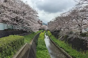 志井川沿いの桜並木 image