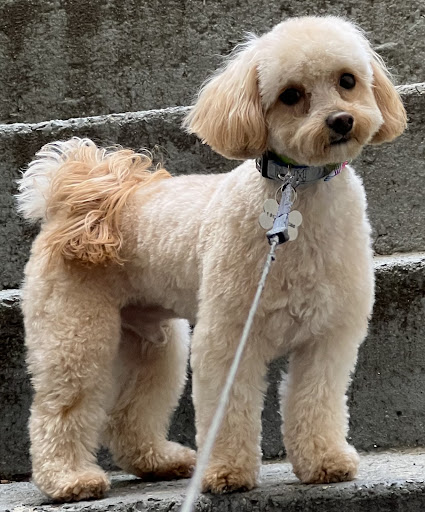 Photo of Coney Island Pet Grooming