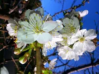 Terracare Associates - Car repair in Martinez, CA, Concord - Rated 2.7/5