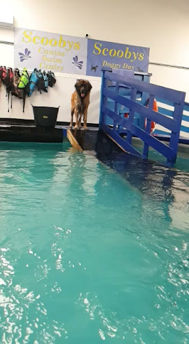 Comments and reviews of Scoobys Doggy Day Care, Swim Centre & Dog Wash