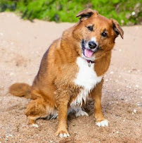 Muttography Pet Photography, LLC - Photo 7 - Car repair in , New Haven