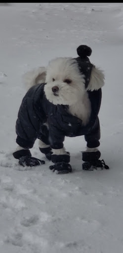 Pet Supply Store «Petco Animal Supplies», reviews and photos, 412 W Army Trail Rd, Bloomingdale, IL 60108, USA