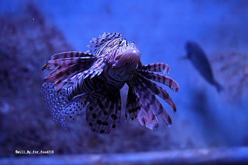 Aquarium «Georgia Aquarium», reviews and photos, 225 Baker St NW, Atlanta, GA 30313, USA