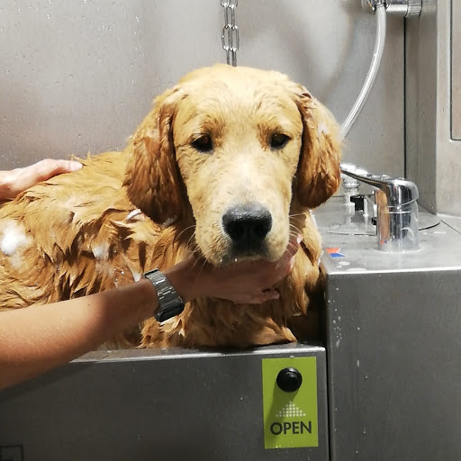 Pensioni per cani e dog hotel a Wash dog Vercelli