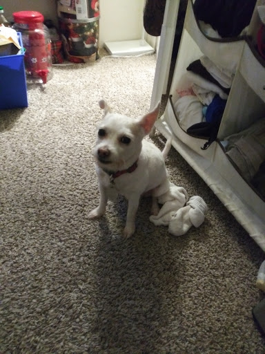 Pet Store «Yuppie Puppies Pet Shop», reviews and photos, 1218 Magnolia Ave, Corona, CA 92881, USA