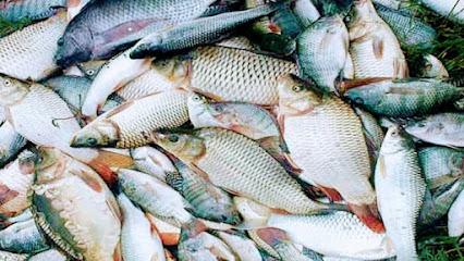 Fish Market Bathinda(Chauhan Fish Centre)