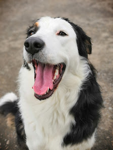 Hundeschule Petra Berlinger Baulandstraße 25, 74731 Walldürn, Deutschland