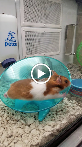 Pet Supply Store «Petco Animal Supplies», reviews and photos, 190 Quality Dr, Hooksett, NH 03106, USA