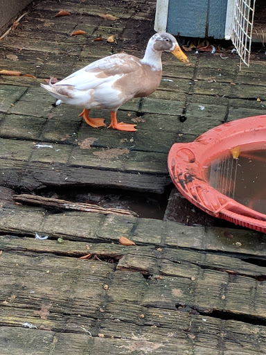 Golf Course «Knob Hill Golf Course», reviews and photos, 1 Shinnecock Dr, Manalapan Township, NJ 07726, USA