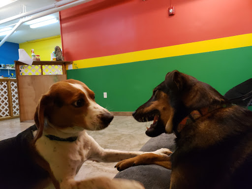 DOGS ONLY Doggy Day Care