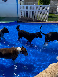 St. Mark's Dog Resort - Photo 6 - Car repair in Rancho Cucamonga, CA, Fontana