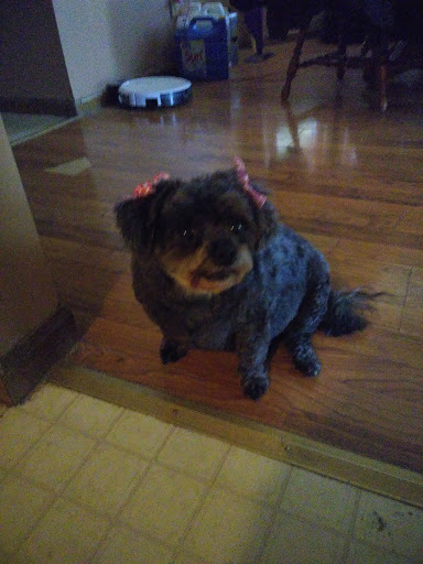 Pet Supply Store «PetSmart», reviews and photos, 1743 Stringtown Rd, Grove City, OH 43123, USA