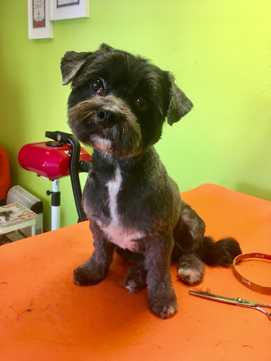 Hundesalon Fellstübchen Ausbildung und Weiterbildung unter Böhl-Iggelheim, 