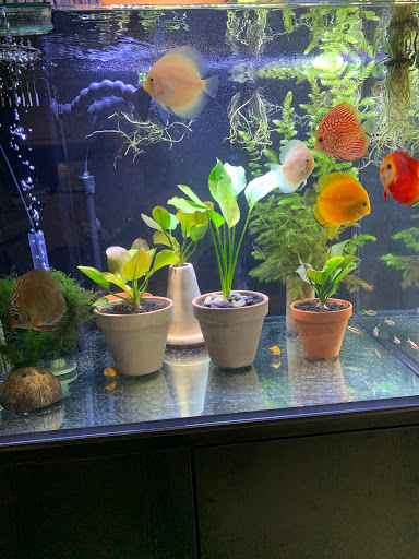 Pet Store «Pet World», reviews and photos, 891 Harriman Pl, San Bernardino, CA 92408, USA