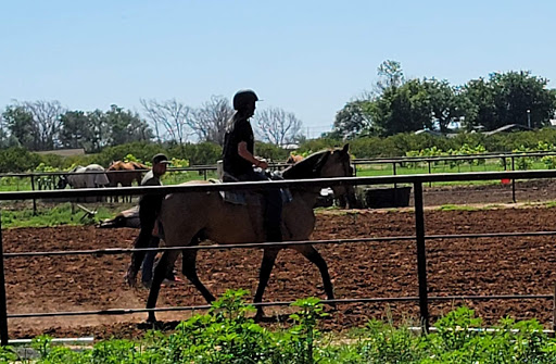 Pony ride service Lubbock