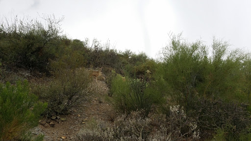 Country Club «The Country Club at DC Ranch», reviews and photos, 9290 E Thompson Peak Pkwy #1, Scottsdale, AZ 85255, USA