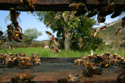 1001 Abeilles - I D S - Initiateurs de Solutions - Permaculture des Abeilles à Boisseuilh